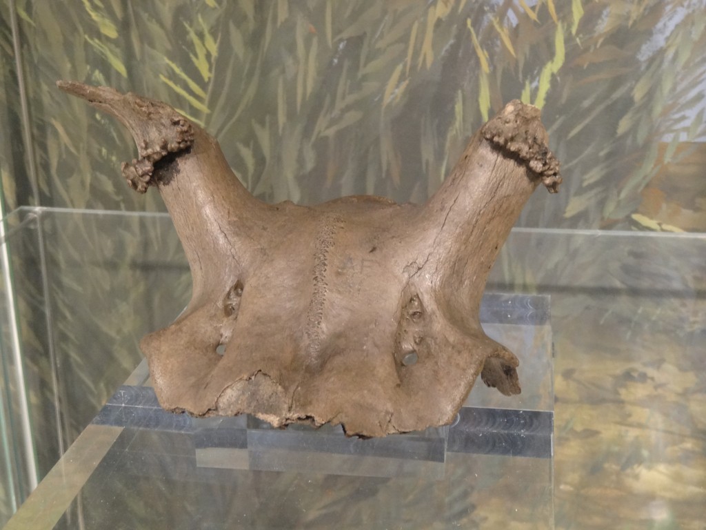 Red deer antler frontlet from Star Carr. By Jonathan Cardy - Own work, CC BY-SA 3.0, https://commons.wikimedia.org/w/index.php?curid=29251554
